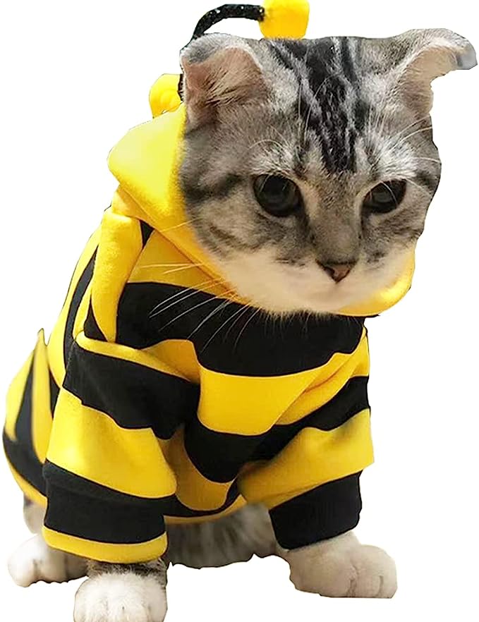 Halloween With Your Cat: Creative Costume Ideas for Your Furry Friend插图